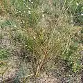 Artemisia scoparia • درمنه شرقی
