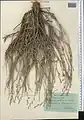 Artemisia diffusa • درمنه افشان