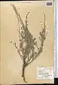 Artemisia diffusa • درمنه افشان