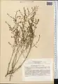 Artemisia diffusa • درمنه افشان