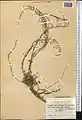 Artemisia diffusa • درمنه افشان