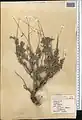 Artemisia diffusa • درمنه افشان