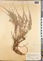 Artemisia diffusa • درمنه افشان