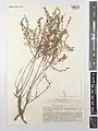 Artemisia diffusa • درمنه افشان