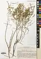 Artemisia diffusa • درمنه افشان