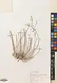 Artemisia diffusa • درمنه افشان
