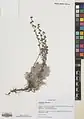 Artemisia splendens • درمنه زیبا