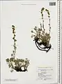 Artemisia splendens • درمنه زیبا