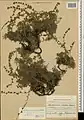 Artemisia splendens • درمنه زیبا