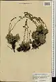 Artemisia splendens • درمنه زیبا