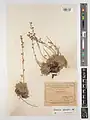 Artemisia splendens • درمنه زیبا