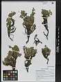 Artemisia splendens • درمنه زیبا