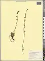 Artemisia splendens • درمنه زیبا