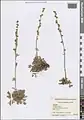 Artemisia splendens • درمنه زیبا