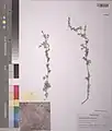 Artemisia aucheri • درمنه کوهی