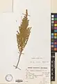 Artemisia aucheri • درمنه کوهی