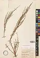 Artemisia aucheri • درمنه کوهی