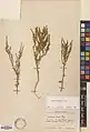 Artemisia aucheri • درمنه کوهی