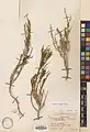 Artemisia aucheri • درمنه کوهی