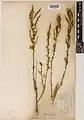 Artemisia aucheri • درمنه کوهی
