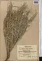 Artemisia santolina • درمنه سفید