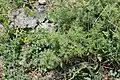 Artemisia chamaemelifolia • درمنه بابونه‌ای
