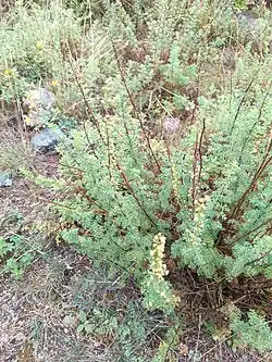 Artemisia chamaemelifolia • درمنه بابونه‌ای