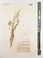 Artemisia haussknechtii • درمنه صخرهای