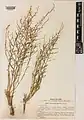 Artemisia deserti • درمنه بیابانی