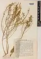 Artemisia deserti • درمنه بیابانی