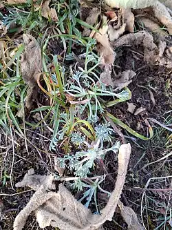 Artemisia austriaca • درمنه آذری