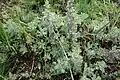 Artemisia austriaca • درمنه آذری