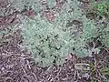 Artemisia austriaca • درمنه آذری