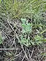 Artemisia austriaca • درمنه آذری