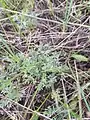 Artemisia austriaca • درمنه آذری