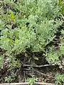 Artemisia austriaca • درمنه آذری