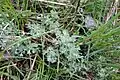 Artemisia austriaca • درمنه آذری