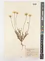 Anthemis scariosa • بابونه غشائی
