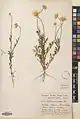 Anthemis scariosa • بابونه غشائی