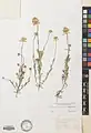 Anthemis scariosa • بابونه غشائی