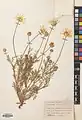 Anthemis scariosa • بابونه غشائی