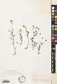 Anthemis haussknechtii • بابونه زاگرسی