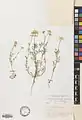 Anthemis haussknechtii • بابونه زاگرسی