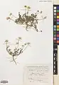 Anthemis haussknechtii • بابونه زاگرسی