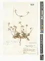 Anthemis schizostephana • بابونه مزرعهروی