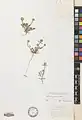 Anthemis persica • بابونه ایرانی