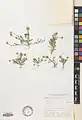 Anthemis persica • بابونه ایرانی