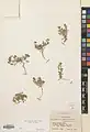 Anthemis persica • بابونه ایرانی