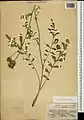 Centaurea pseudoscabiosa • گل گندم طوسکی