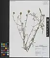 Centaurea pseudoscabiosa • گل گندم طوسکی